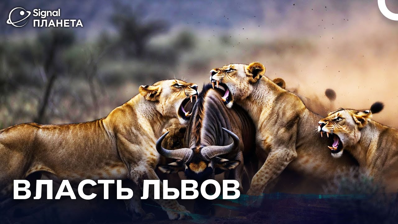 Большие кошки Серенгети: Тайная жизнь львов | Русский дубляж