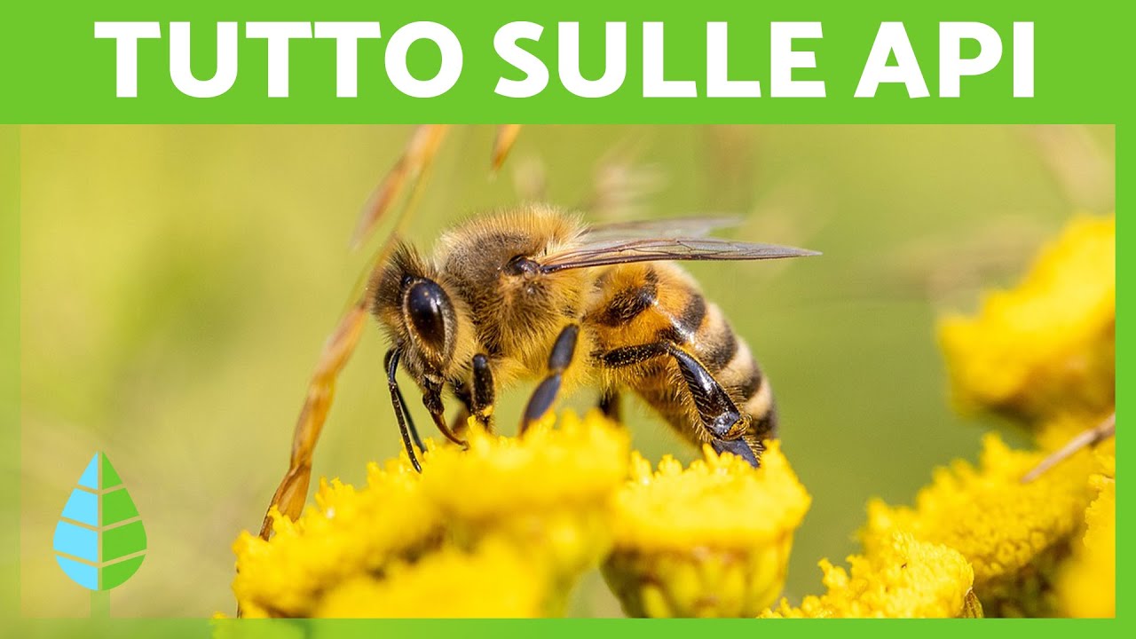 API 🐝💛 (Ciclo della VITA, Come producono il MIELE e IMPORTANZA)
