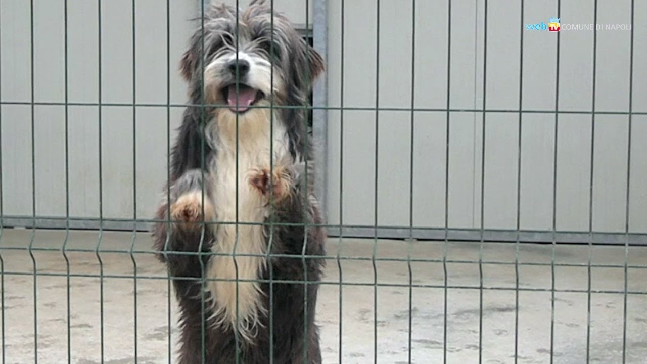 Amici dei cani, il Comune cerca volontari