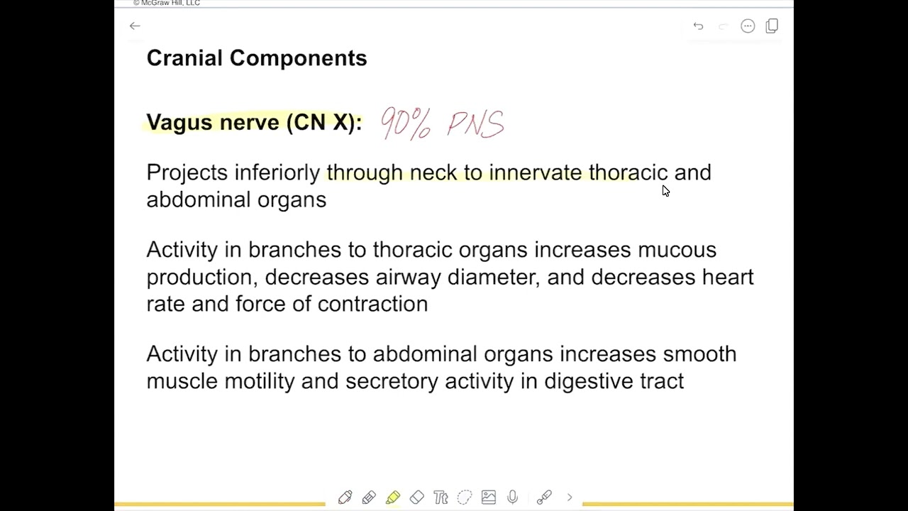 3  PNS vs SNS, vagus and sympathetic trunk
