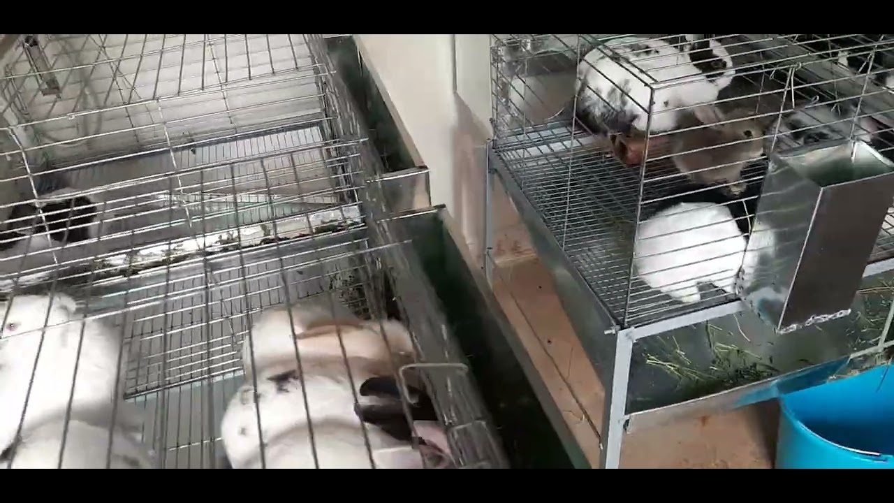 الطريقة الطبيعية للتخلص من البرغوت و الحشرات التي تصيب الأرانب ✅👍🐇