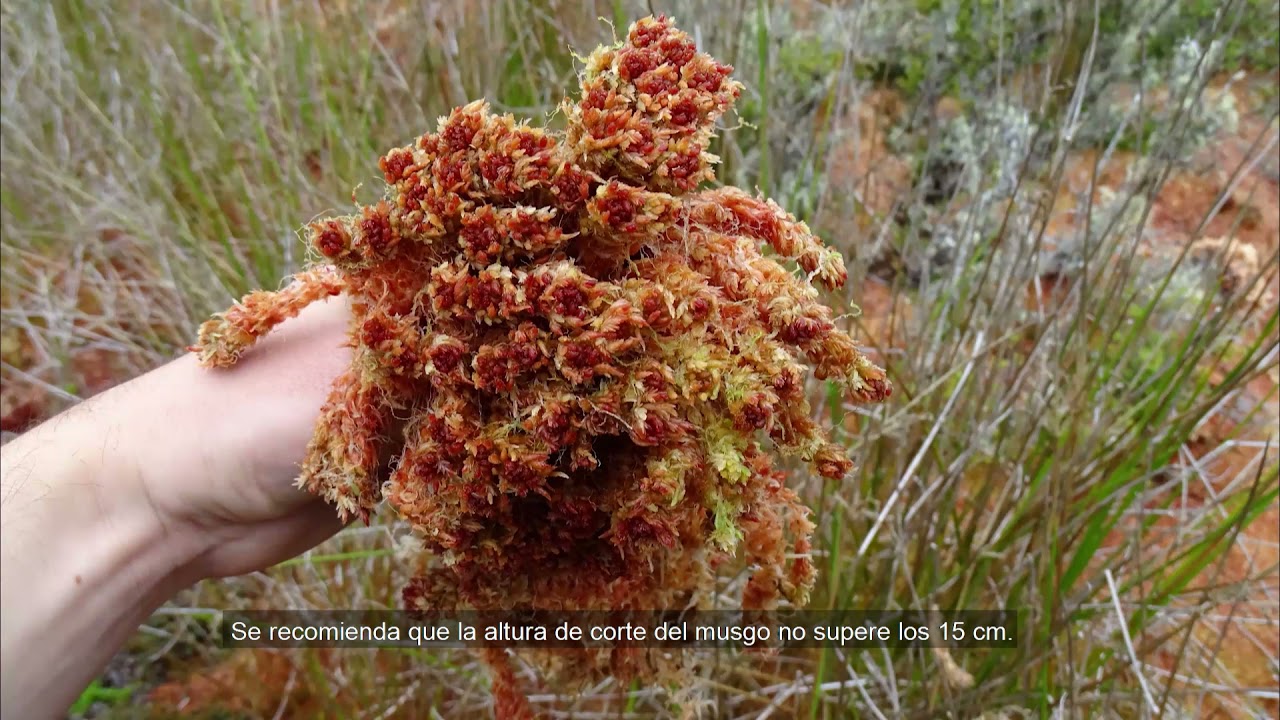 Recomendaciones de buenas prácticas para la cosecha de musgo Sphagnum