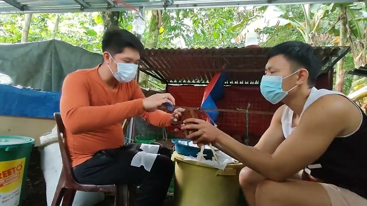 Batch 1: ND LaSota + IB and Fowlpox Vaccination