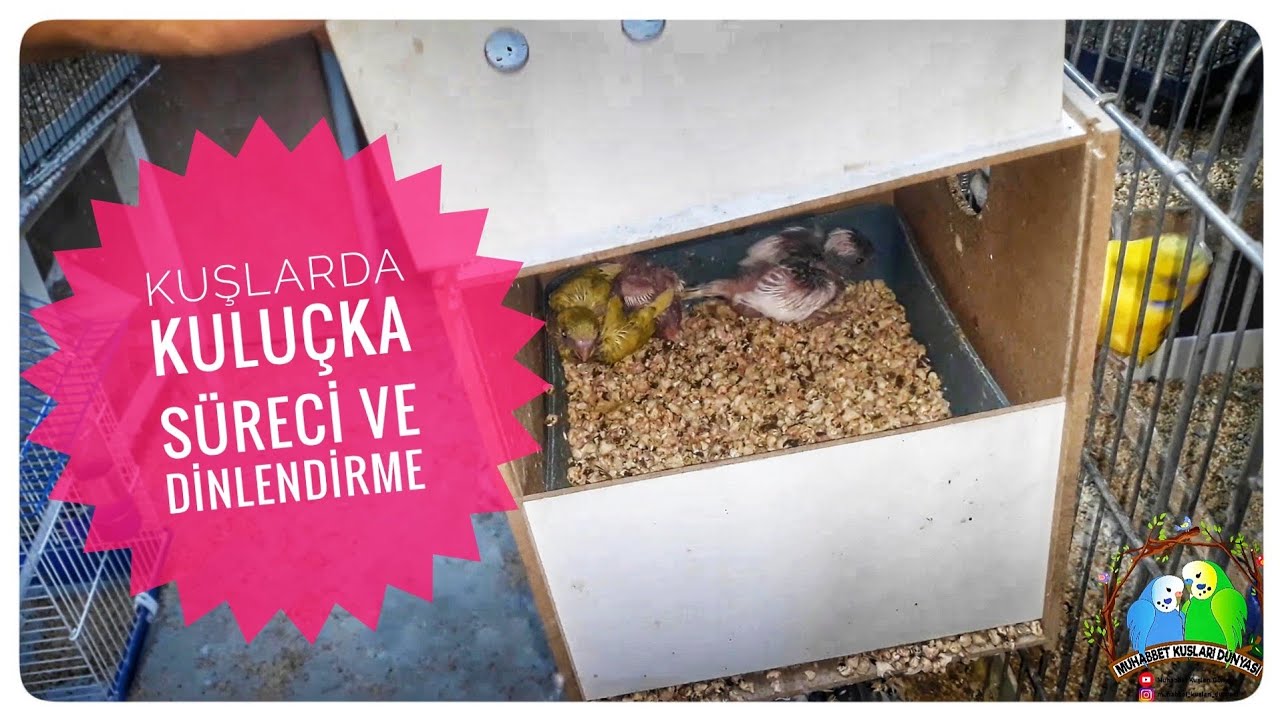Kuşlarda Kuluçka Süreci Ve Dinlendirme