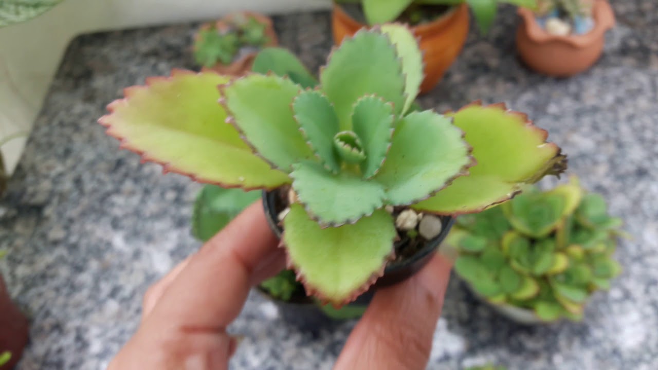 Suculenta Kalanchoe Laetivirens