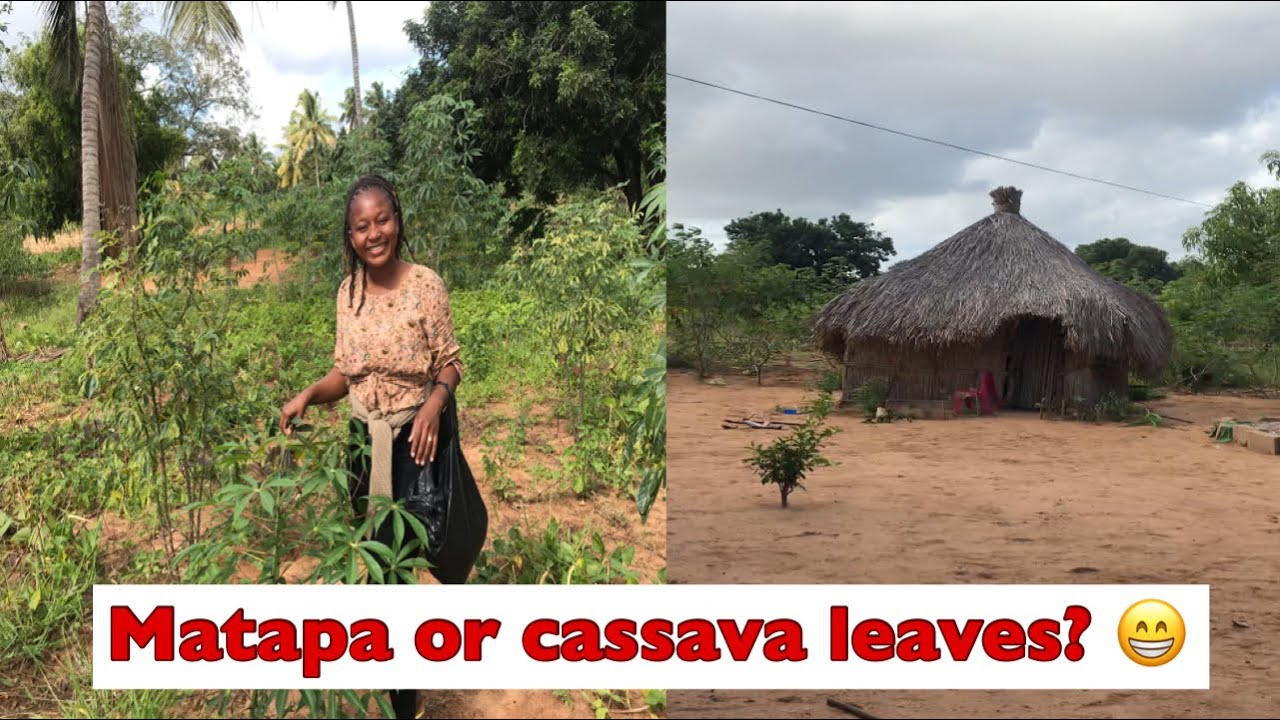 The Most Consumed Vegetable in Mozambique 🇲🇿