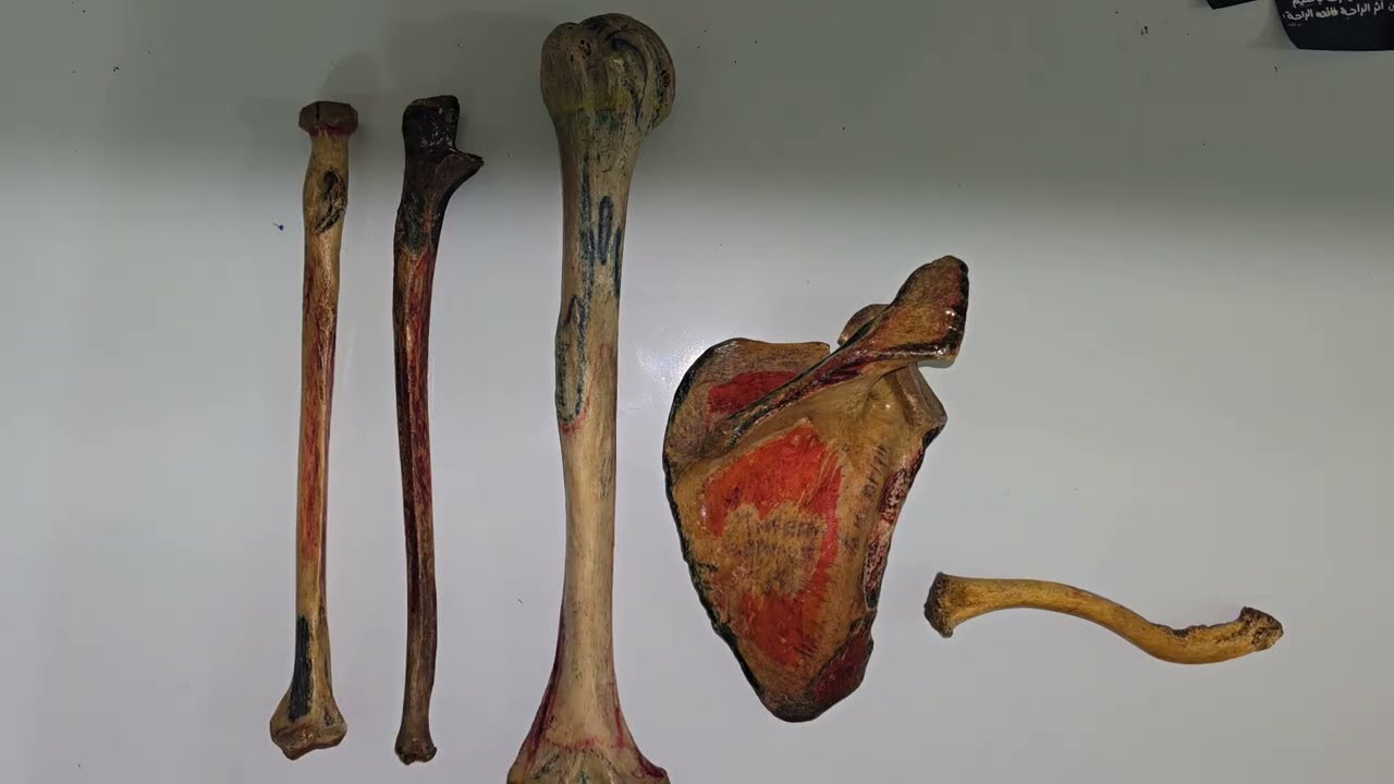 Muscular Attachments of Upper Limb | Anatomy | MSK | Ammar Kashlan 