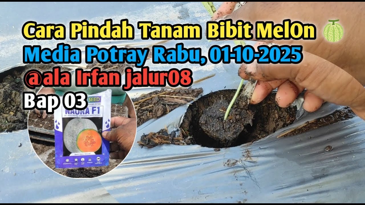 Cara Pindah Tanam Bibit MelOn 🍈 Media Potray Rabu, 01-10-2025@ala Irfan jalur08