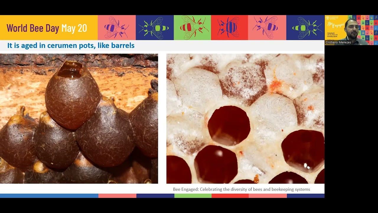 Presentation about Meliponiculture in Brasil at FAO event, Bee engaged, the World Bee Day 2022