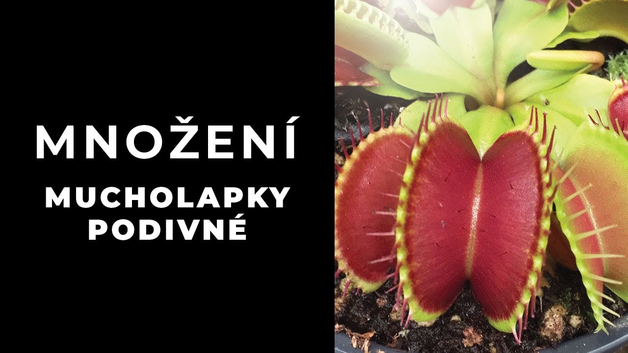 Jak množit mucholapku podivnou?