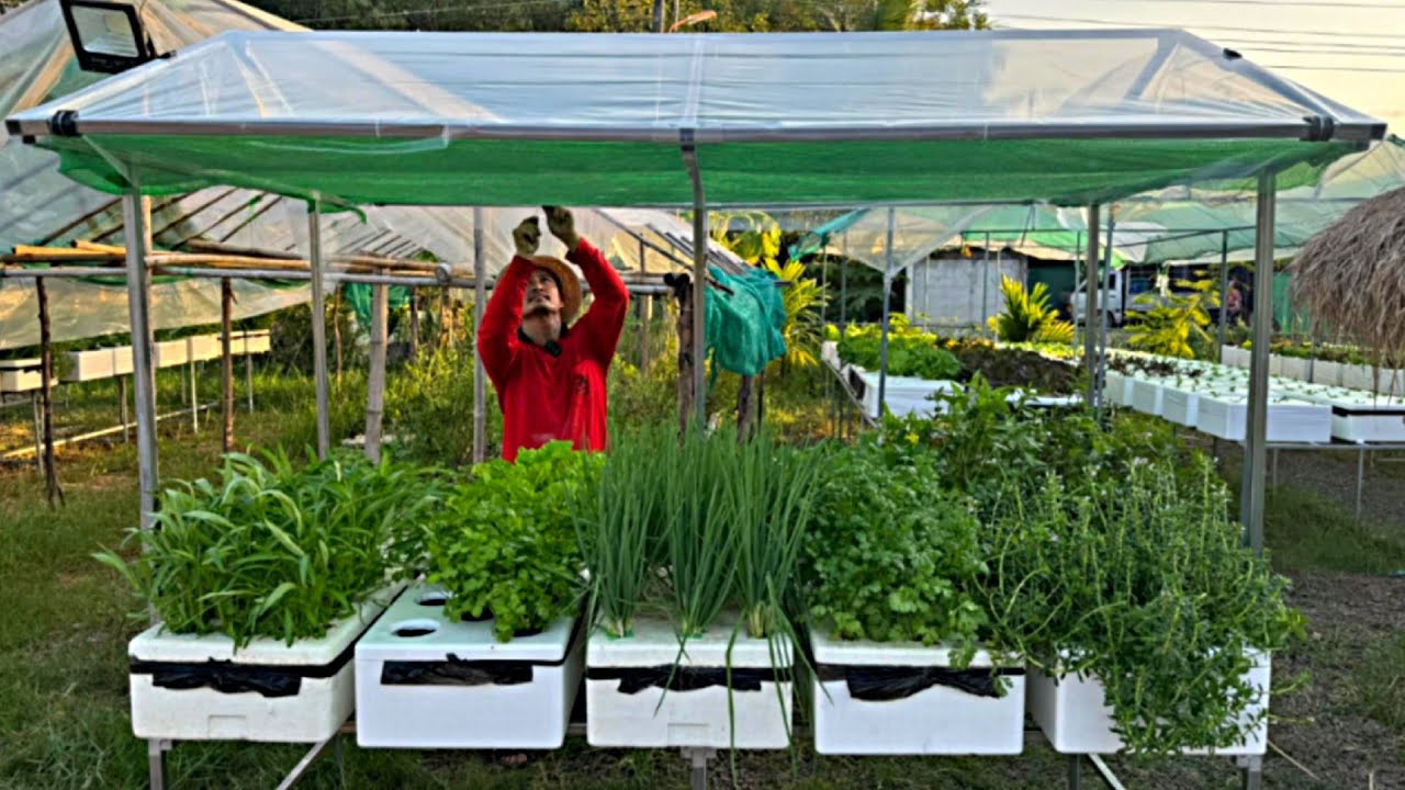 โรงเรือนปลูกผักไฮโดรฯ ในกล่องโฟม #ทรงจั๋ว  10 กล่อง