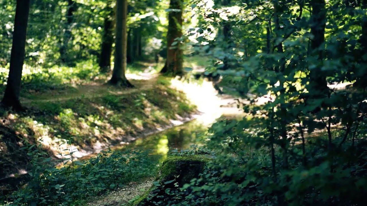B&uuml;rgergemeinde der Stadt Basel: Forstbetrieb