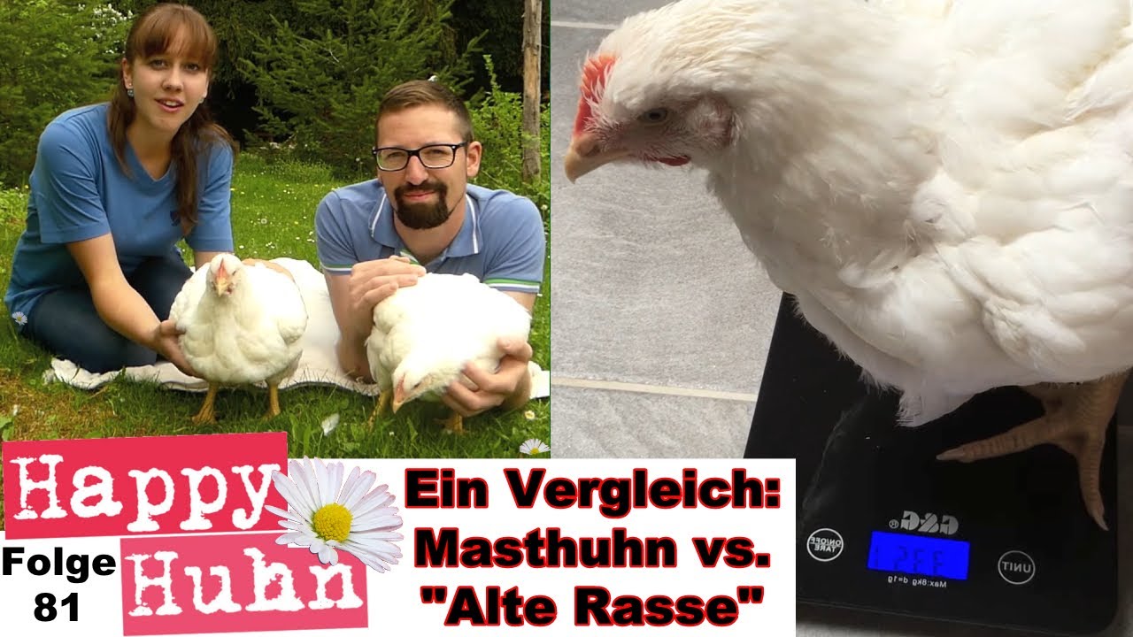 Turbo-Masthühner im Vergleich mit normalen Hühnern - HAPPY HUHN E 81 - Masthybriden, Hühnerfleisch