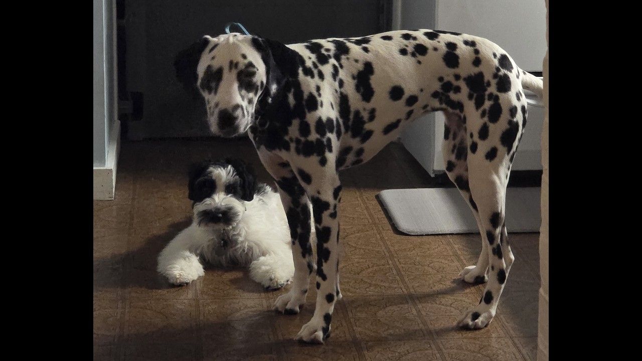 Boston Dog Trainers | Halligan, Deaf Therapy Dalmatian's 3 Week Training | OFF LEASH K9 TRAINING