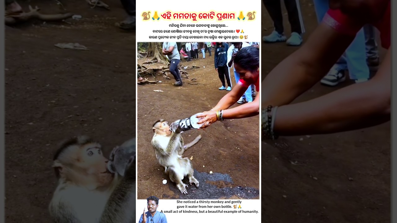ଏହି ମମତାକୁ କୋଟି ପ୍ରଣାମ 🙏🐒|| New Odia Video #Odia #odiastatus #humanity #newodiasong