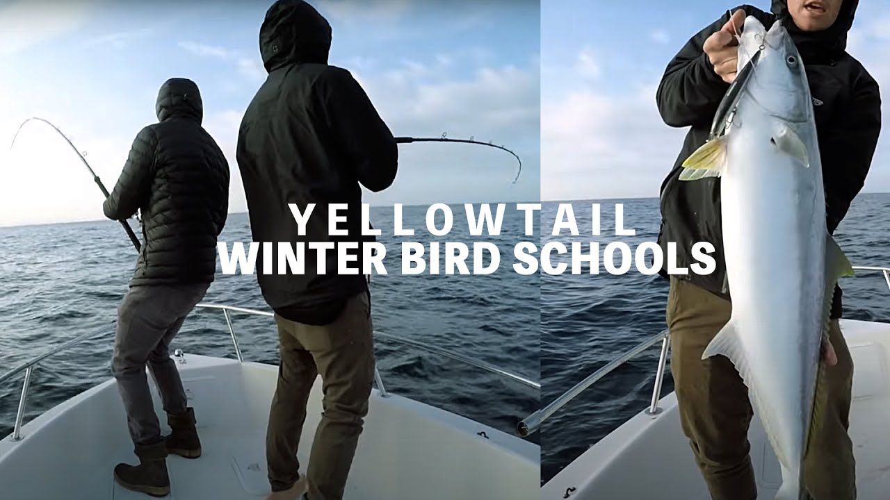 WINTER SURFACE IRON YELLOWTAIL + CATCH & COOK COLLARS