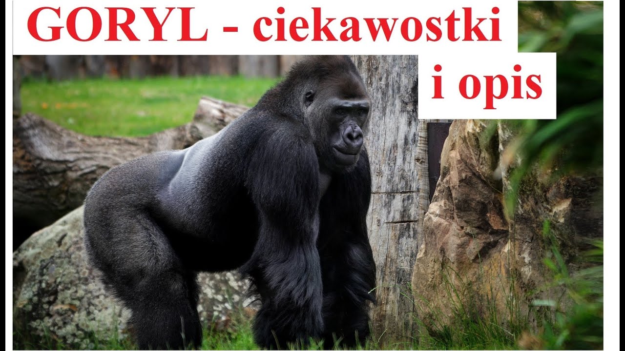 GORYL - ciekawostki i opis