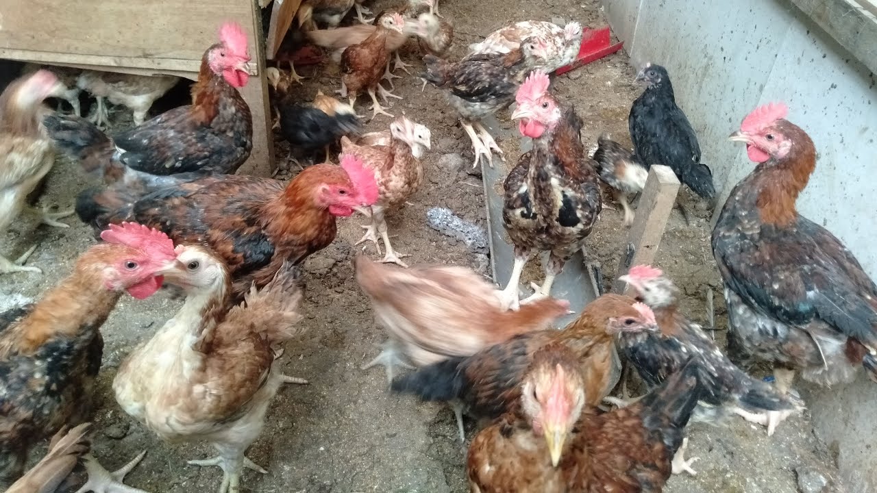 ABSEN SARAPAN PAGI MINAT WA. 085727369680