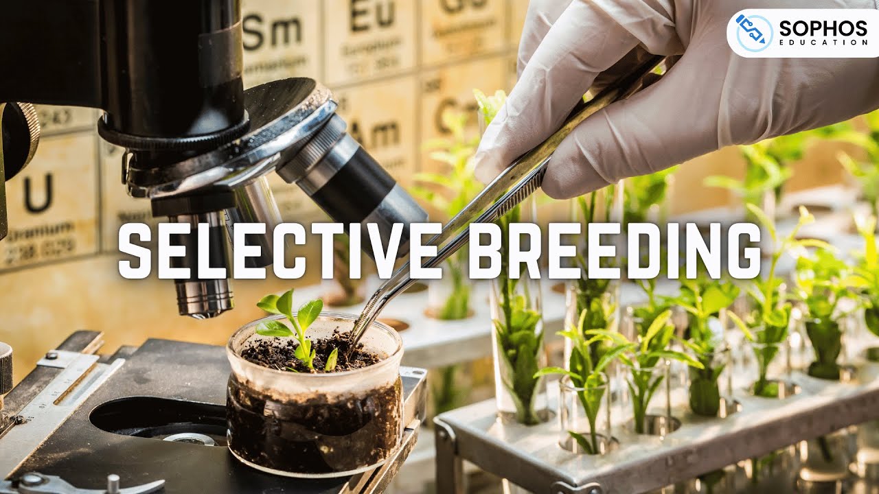 Selective Breeding