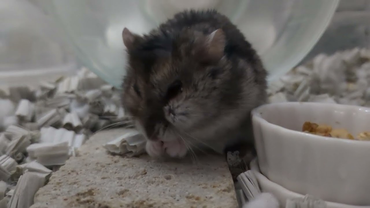 モグモグモンスター #ハムスター #hamster 