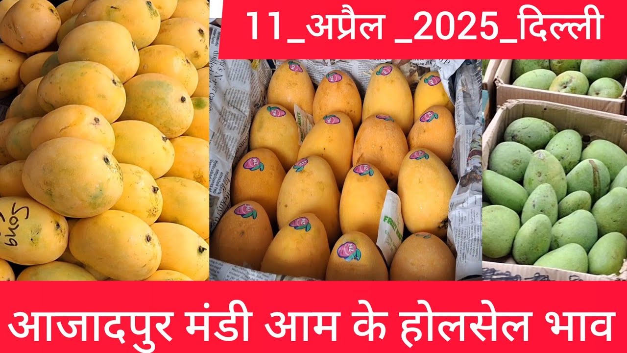 April 11, 2025 दिल्ली 🥭 आम के भाव delhi mango market price #mango delhi fruit market #mangomarket