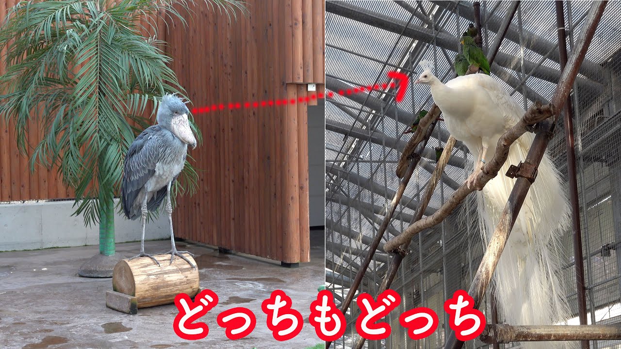 丸太から降りないふたばと飛びそうで飛ばない白クジャク、どっちが先に動く? Futaba vs white peacock☆Shoebill FUTABA 2020_26