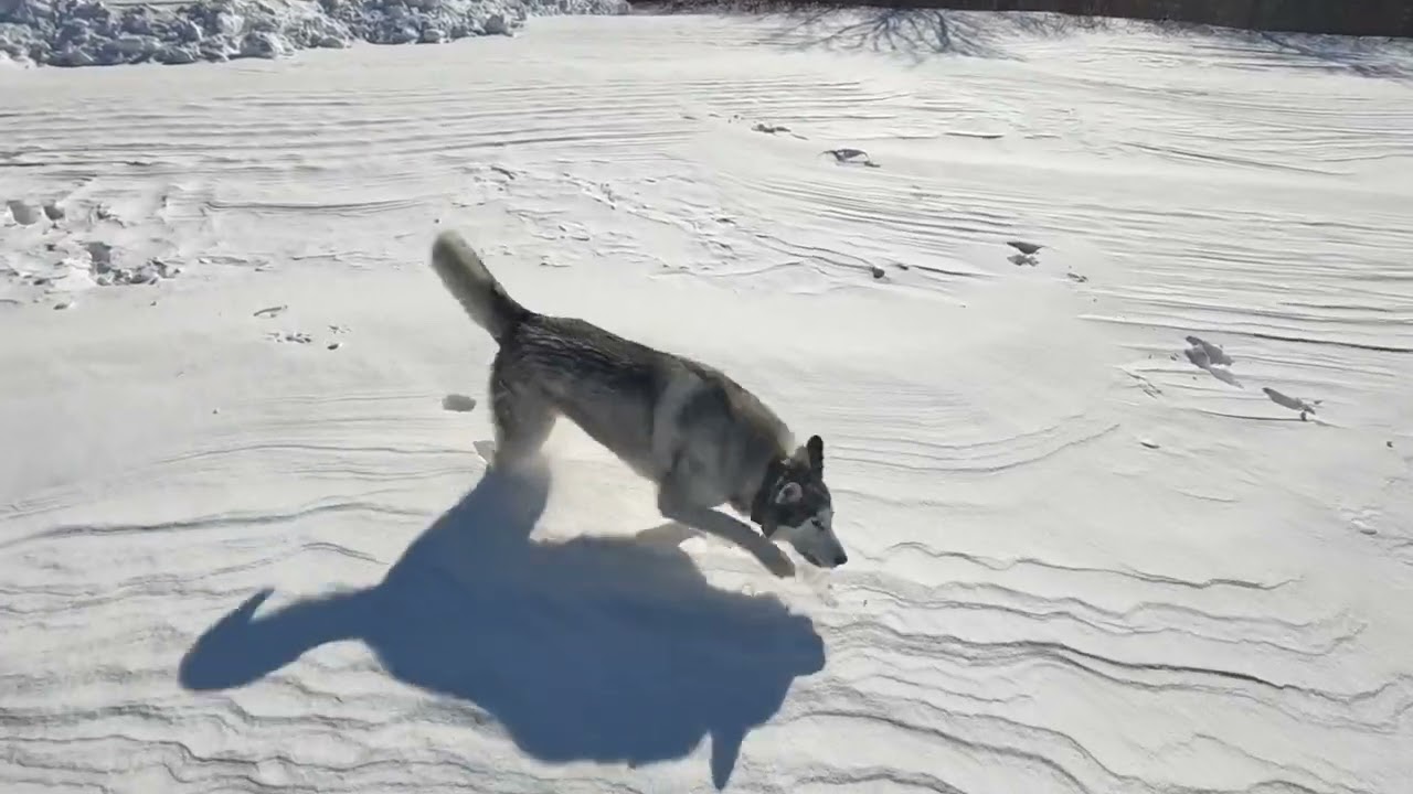 Milo the Malamute Enjoying a -31C Run🐕 🥶🥶