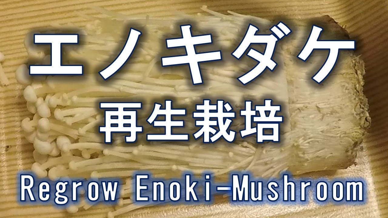 エノキダケ 再生栽培　水耕栽培編　Regrow ENOKI-mushroom