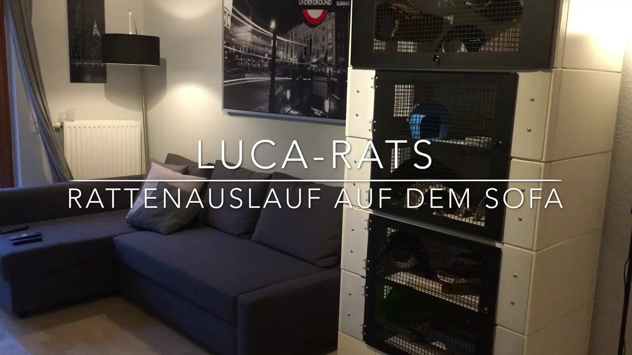 Der richtige Rattenauslauf auf dem Sofa | Farbratten beim Auslauf | Luca-Rats