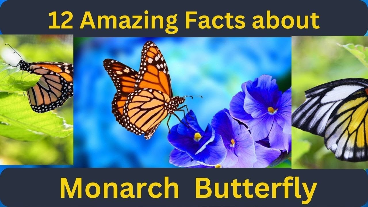 12 Amazing Facts About Monarch Butterfly