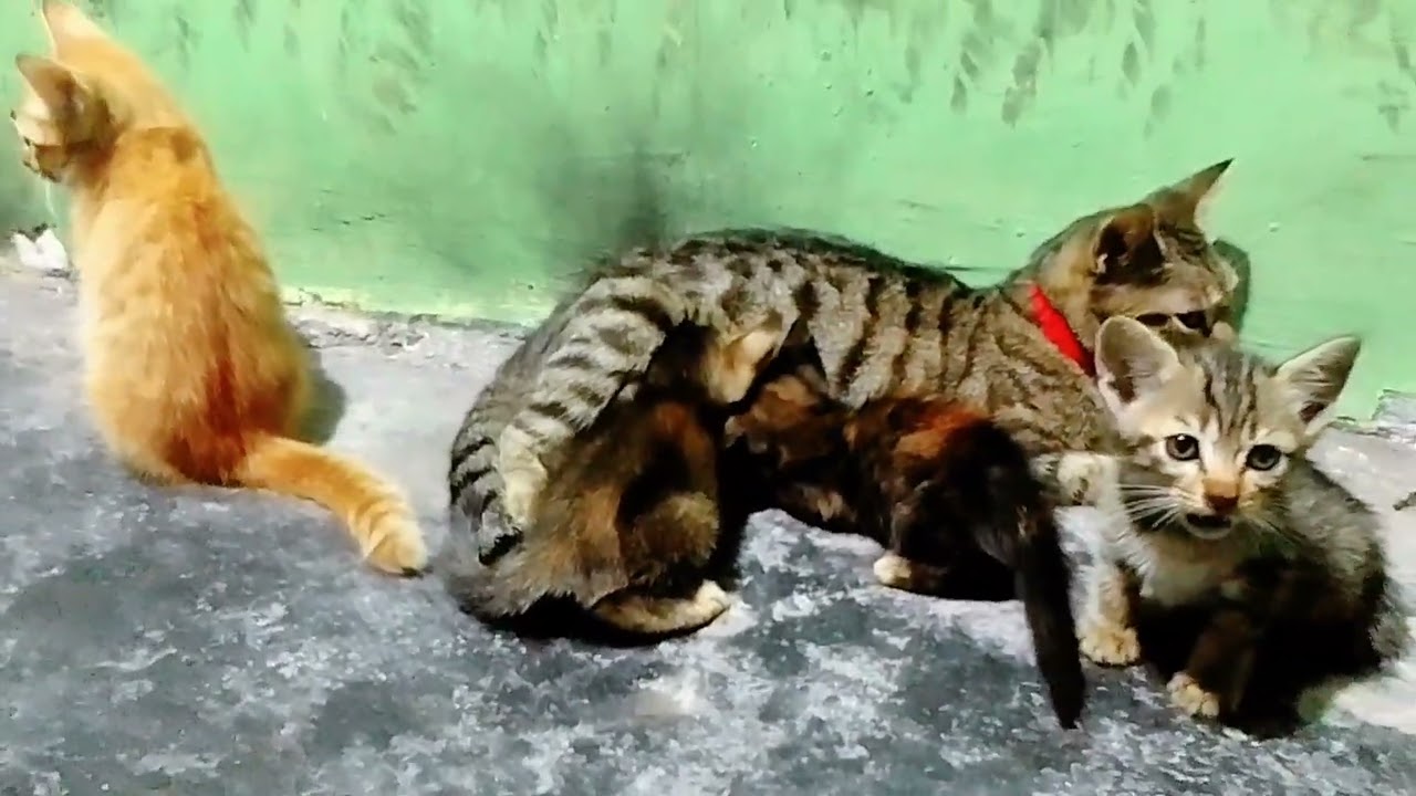 #cat. KUCING KAMPUNG YG PENURUT