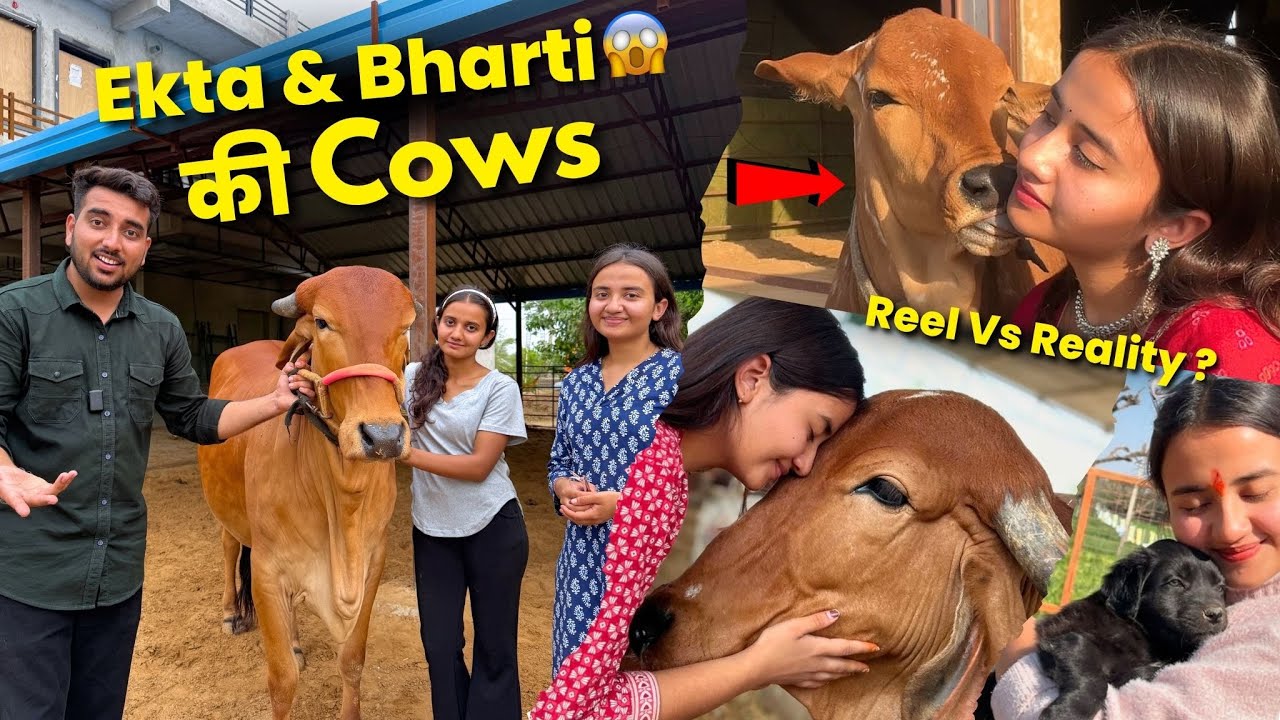 Ekta & Bharti Saini ki Pyari Cows🐮😱Gauseva Exposed!