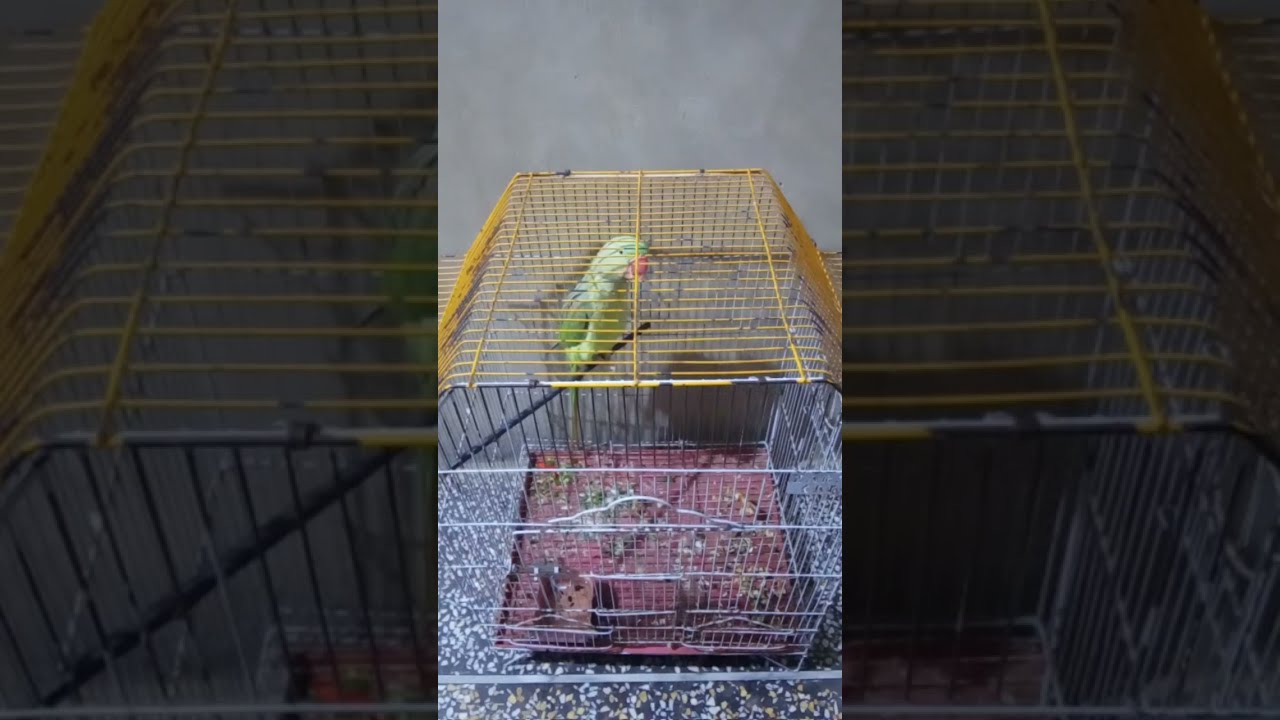 IKRAM DYU DAILY VLOGS is live#Parrot 🦜🦜 or pigeon 🕊️ sheep 🐑 viral