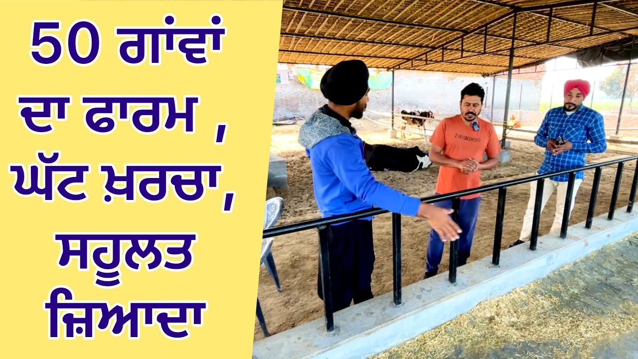 50 ਗਾਂਵਾਂ ਦਾ ਫਾਰਮ , ਘੱਟ ਖ਼ਰਚੇ ਚ ਤਿਆਰ , ਸਹੂਲਤ ਜ਼ਿਆਦਾ , ਘੰਟੇ ਦਾ ਕੰਮ ਵੀਹ ਮਿੰਟ ਚ +91 94658 11749