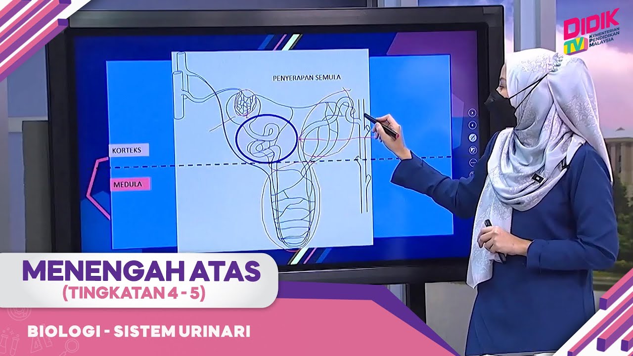 Menengah Atas (Ting. 4 - 5) | Biologi - Sistem Urinari