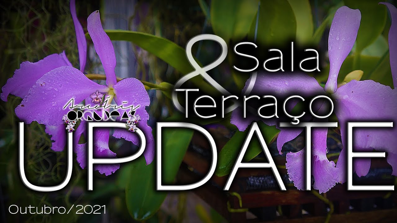 🌿🏳‍🌈💚 Conheça TODAS as minhas ORQUÍDEAS!!! Sala e terraço UPDATE - Outubro/2021 #Imperdível #Luxo