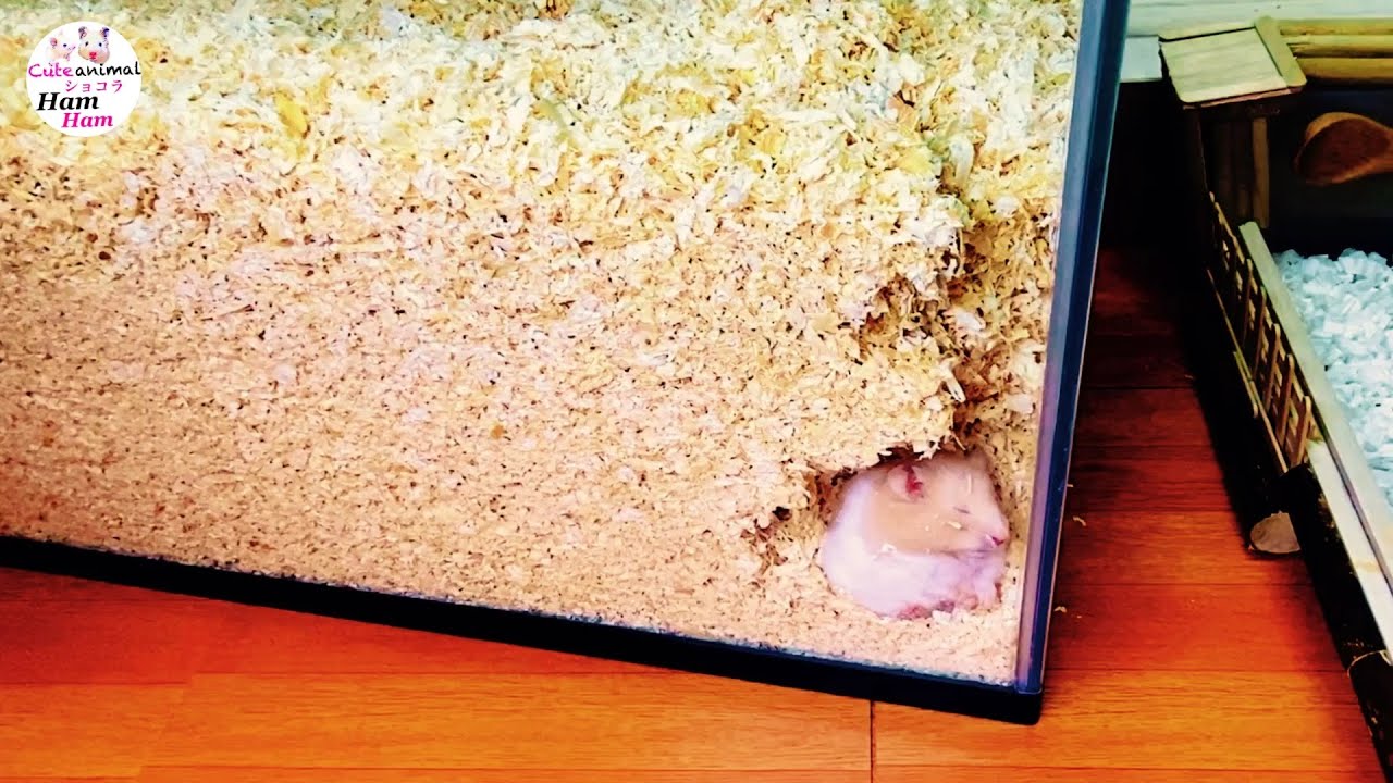 【野生の本能】中身が見えない巨大ハウスでハムスターが暴れ狂う！おもしろ可愛い動物