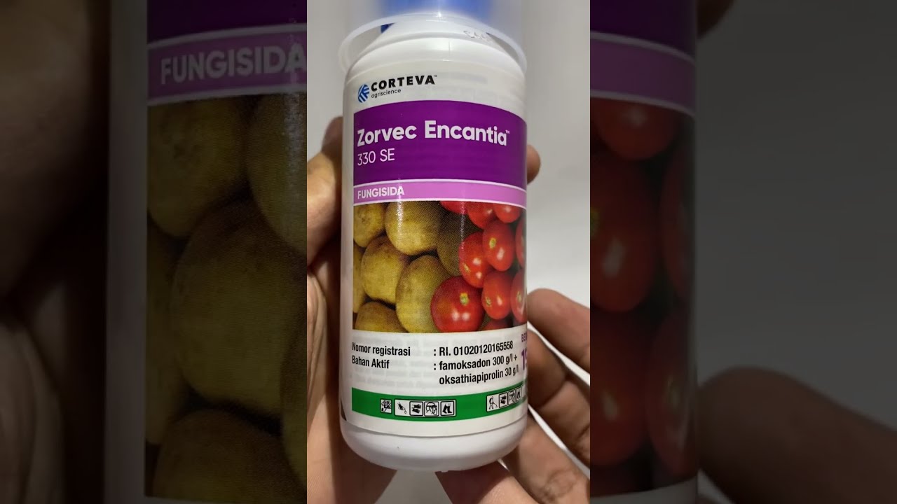 Tahan Hujan Sampai 7 Hari😱😱 ZORVEC ENCANTIA 330 SE 🍅🥔🥒🍈Obat Embun Bulu dan Hawar Daun✅