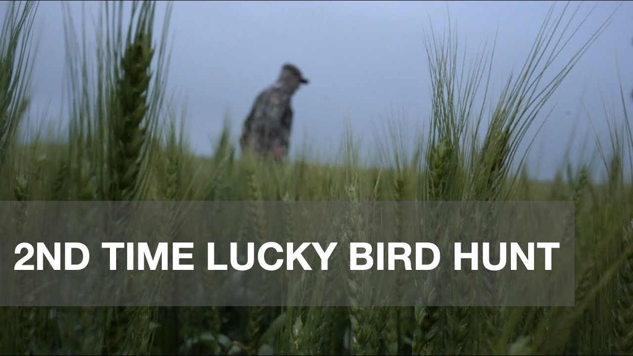 2nd Time Lucky Bird Hunt-Boiled Egg Safari Ep.010