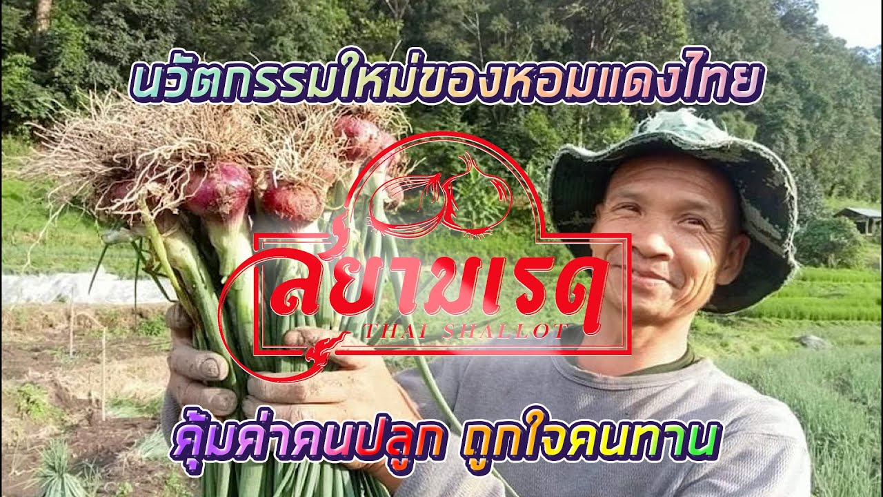 หอมแดงสยามเรด นวัตกรรมใหม่ของวงการเกษตรไทย