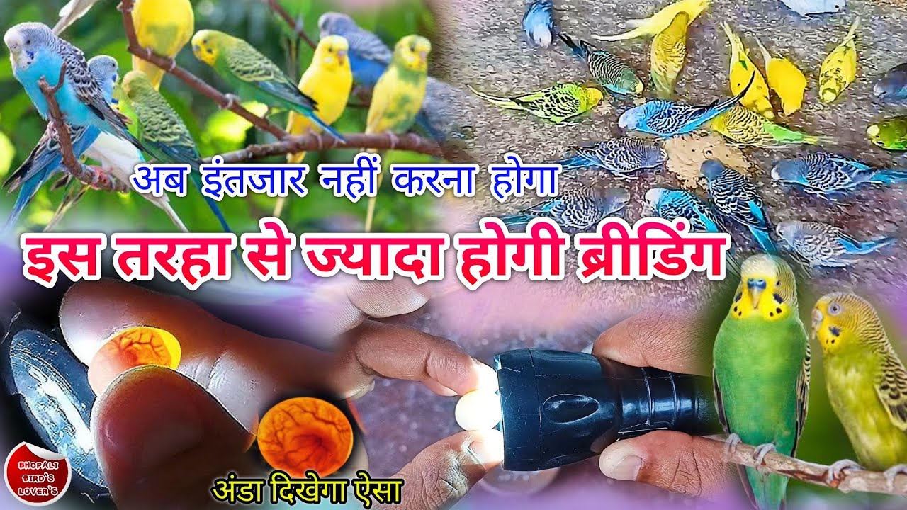 budgie's egg fertility kaise check Karen// ब्रीडिंग होगी अब ज्यादा #birds