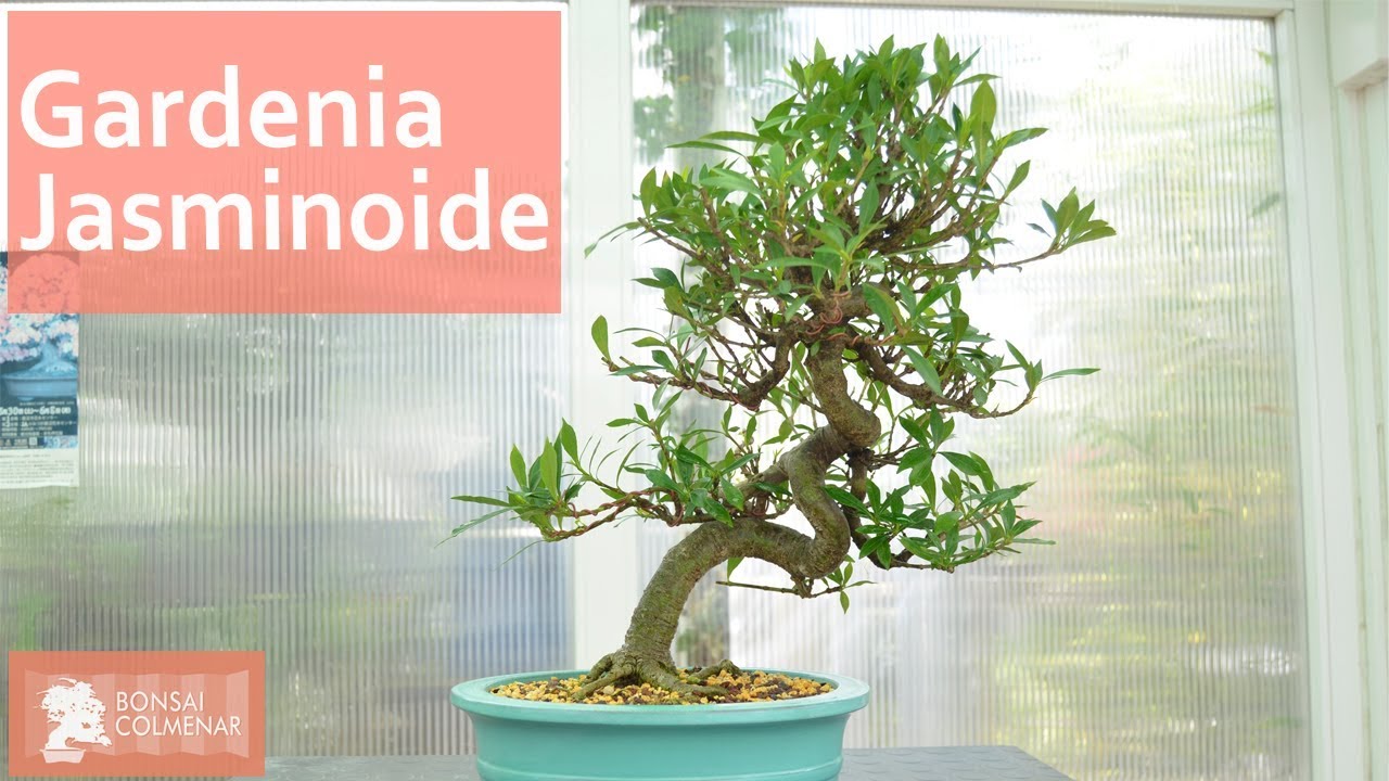 Gardenia Jasminoide - Bonsai Colmenar