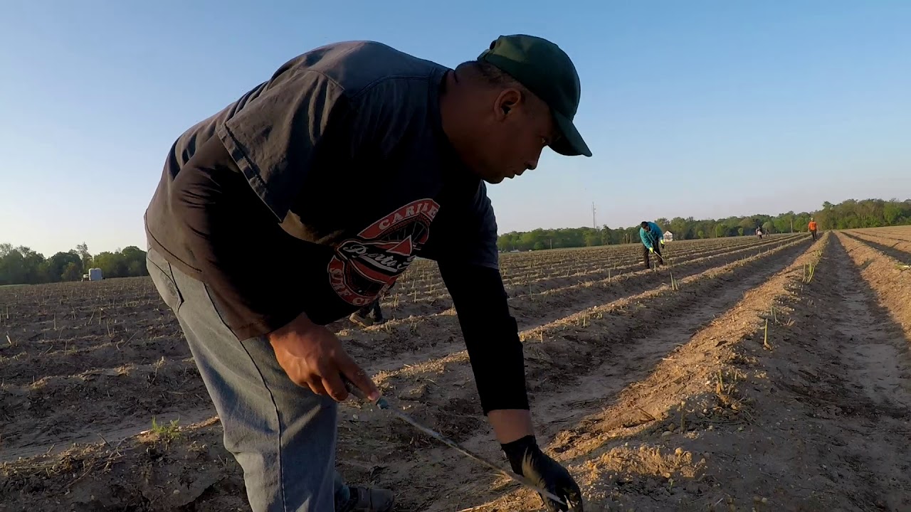 Sorbello Farms CSA Picking Our Asparagus