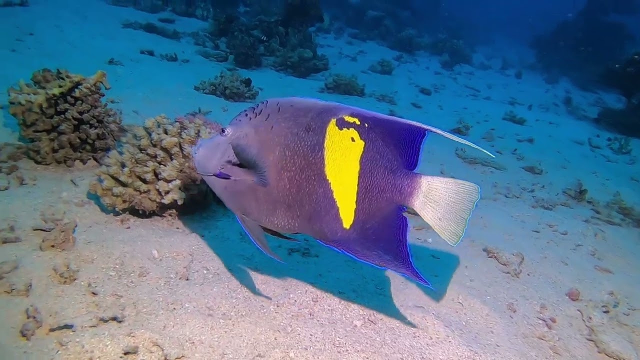Chorley BSAC Southern Red Sea, Egypt, October 2024