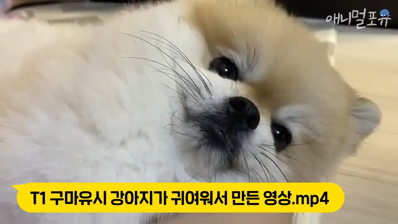 테디 라이벌 T1 구마유시 댕댕이 보면서 주접 떠는 영상,,, 같이 주접 떠실래요?