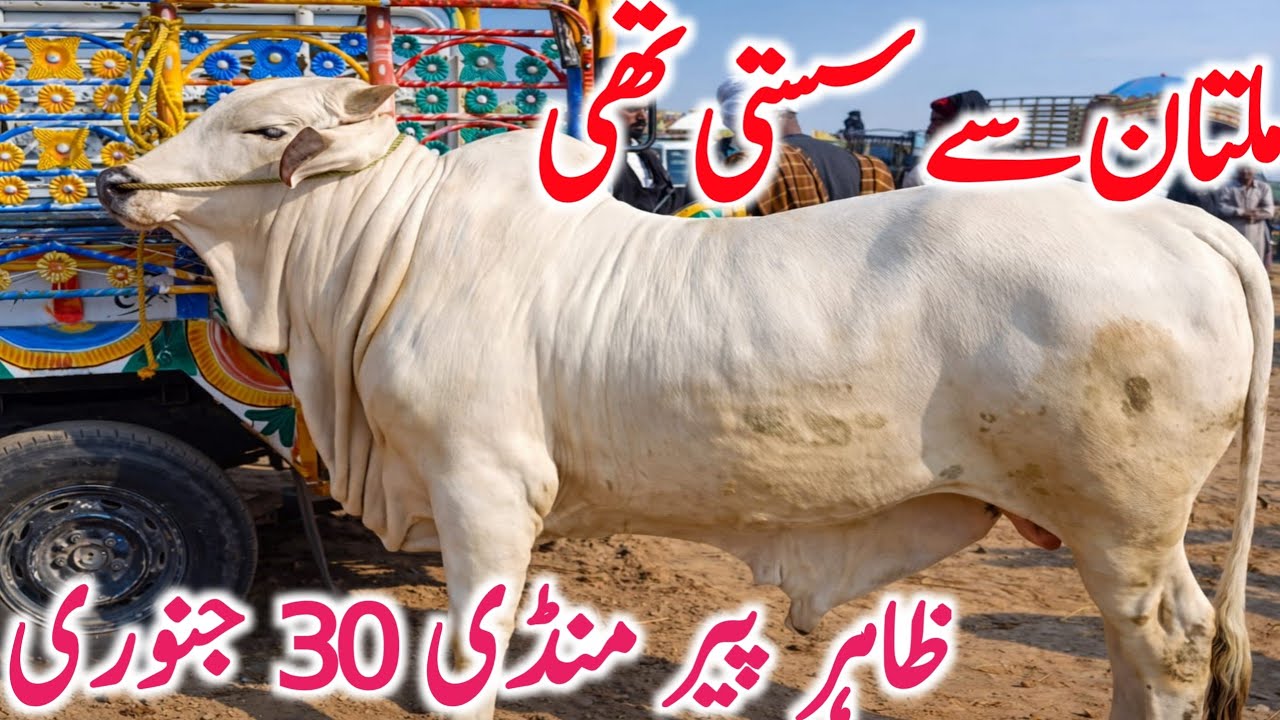 Zahir Pir Mandi 2026 | Supreme Cholistani Bachre Bachrian Cows for Qurbani | Global Village Farming