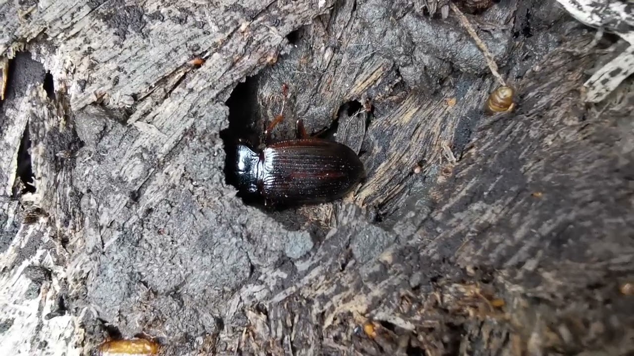 beautiful Beetle. #beetles #insects #entomology #macrophotography #microphotos #insectflights #rspb