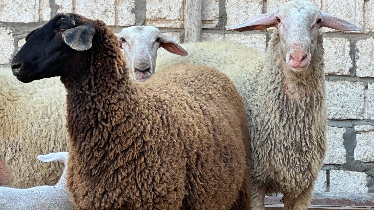 #مخبي اقوي غنم عساف 👈عشر ووالده لباني وطلوقه بالضمان 🐏😱👉