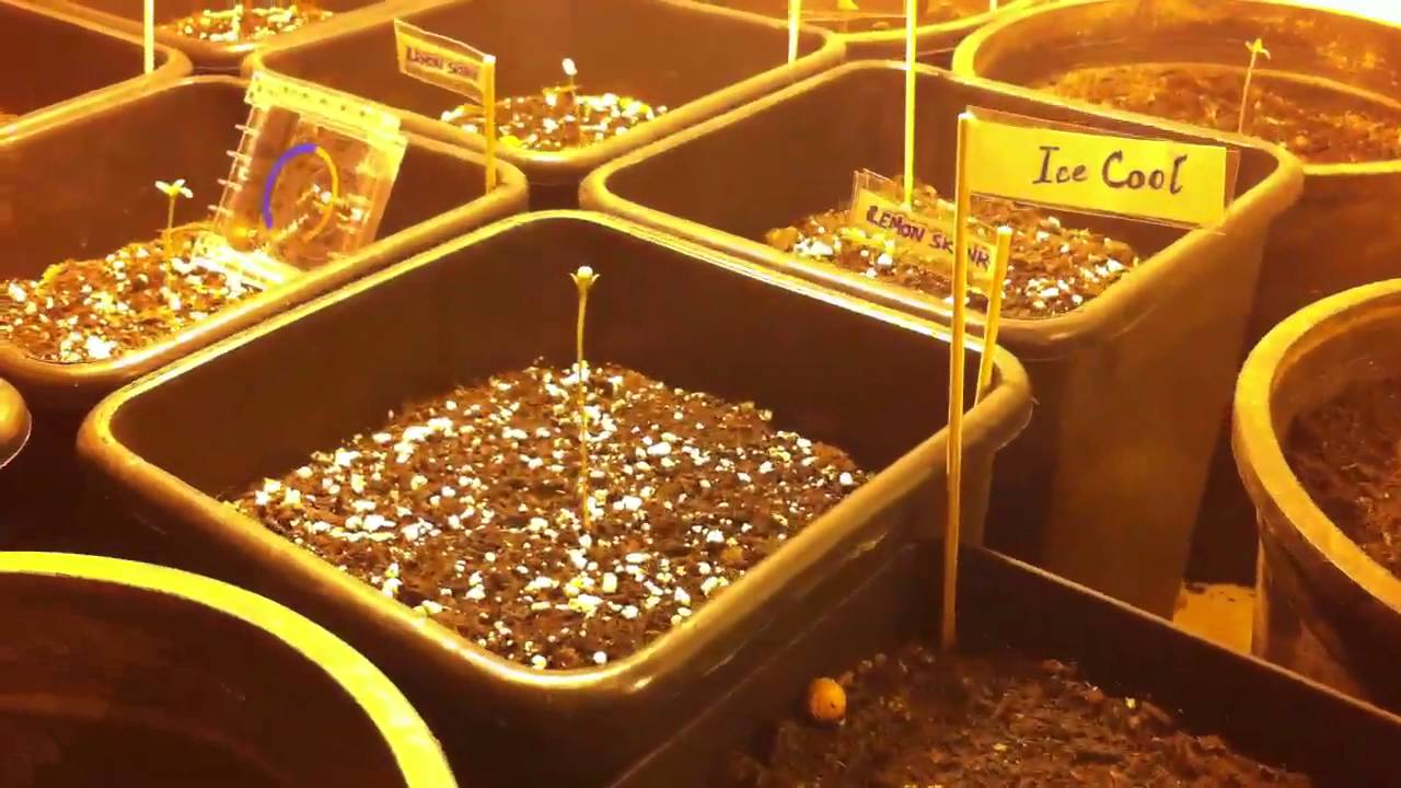 Cultivi marihuana calaba,antonio
