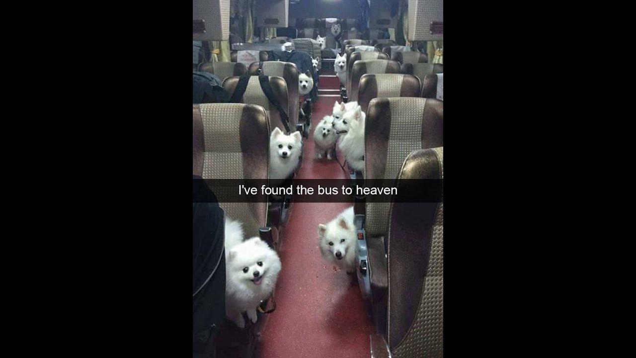 Cheeky dogs and their funny antics